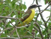 Pitanguá/Boat-billed Flycatcher