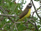 Pitanguá/Boat-billed Flycatcher