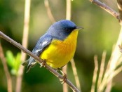 Pitiayumí/Tropical Parula Pitiayumí/Tropical Parula
