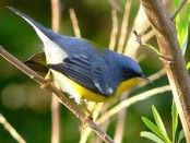 Pitiayumí/Tropical Parula Pitiayumí/Tropical Parula