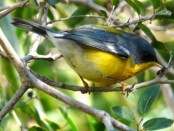 Pitiayumí/Tropical Parula Pitiayumí/Tropical Parula