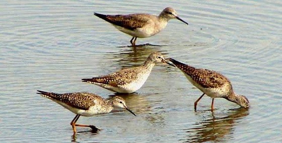Pitotoy chico/Lesser Yellowlegs Pitotoy chico/Lesser Yellowlegs