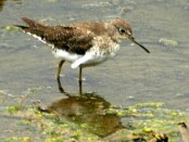 Pitotoy solitario/Solitary Sandpiper