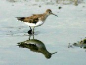 Pitotoy solitario/Solitary Sandpiper