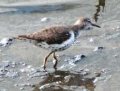 Playerito manchado/Spotted Sandpiper