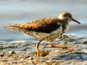 Playerito manchado/Spotted Sandpiper
