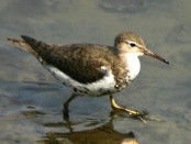 Playerito manchado/Spotted Sandpiper