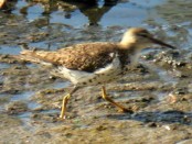 Playerito manchado/Spotted Sandpiper