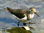 Playerito manchado/Spotted Sandpiper
