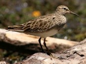 Playerito pectoral/Pectoral Sandpiper