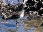 Playerito pectoral/Pectoral Sandpiper
