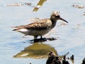 Playerito pectoral/Pectoral Sandpiper