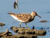 Playerito pectoral/Pectoral Sandpiper