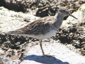 Playerito pectoral/Pectoral Sandpiper