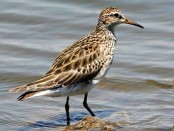 Playerito pectoral/Pectoral Sandpiper