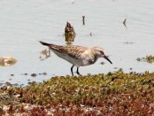 Playerito rabadilla blanca/White-rumped Sandpiper Playerito rabadilla blanca/White-rumped Sandpiper