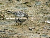 Playerito rabadilla blanca/White-rumped Sandpiper Playerito rabadilla blanca/White-rumped Sandpiper