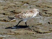 Playerito rabadilla blanca/White-rumped Sandpiper Playerito rabadilla blanca/White-rumped Sandpiper
