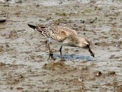 Playerito rabadilla blanca/White-rumped Sandpiper Playerito rabadilla blanca/White-rumped Sandpiper
