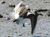 Playerito rabadilla blanca/White-rumped Sandpiper Playerito rabadilla blanca/White-rumped Sandpiper