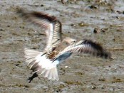 Playerito rabadilla blanca/White-rumped Sandpiper Playerito rabadilla blanca/White-rumped Sandpiper