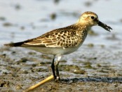 Playerito unicolor/Baird's Sandpiper