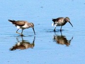 Playerito zancudo/Stilt Sandpiper