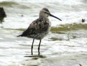 Playerito zancudo/Stilt Sandpiper