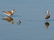 Playerito zancudo/Stilt Sandpiper