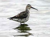 Playerito zancudo/Stilt Sandpiper