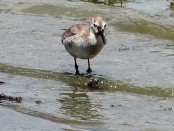 Playero rojizo/Red Knot Playero rojizo/Red Knot