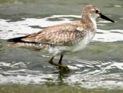 Playero rojizo/Red Knot Playero rojizo/Red Knot