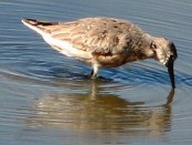 Playero rojizo/Red Knot Playero rojizo/Red Knot