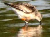 Playero rojizo/Red Knot Playero rojizo/Red Knot