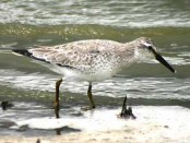 Playero rojizo/Red Knot Playero rojizo/Red Knot