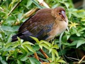 Pollona azul/Puprle Gallinule