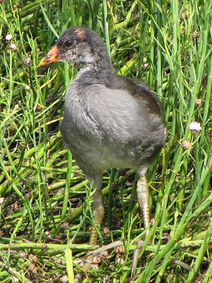 Pollona negra/Common Gallinule Pollona negra/Common Gallinule