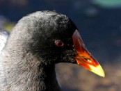 Pollona negra/Common Gallinule Pollona negra/Common Gallinule