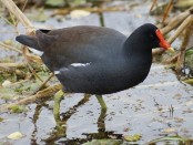 Pollona negra/Common Gallinule Pollona negra/Common Gallinule