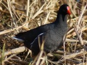 Pollona negra/Common Gallinule Pollona negra/Common Gallinule