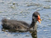Pollona negra/Common Gallinule Pollona negra/Common Gallinule