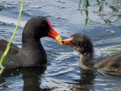 Pollona negra/Common Gallinule Pollona negra/Common Gallinule