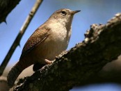 Ratona común/House Wren