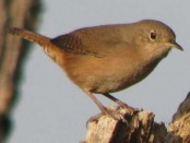 Ratona común/House Wren