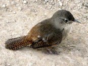 Ratona común/House Wren
