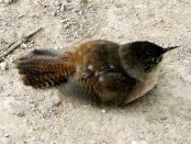 Ratona común/House Wren
