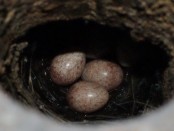 Ratona común/House Wren