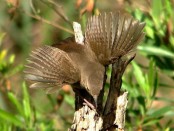 Ratona común/House Wren