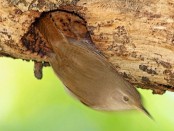 Ratona común/House Wren