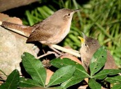 Ratona común/House Wren